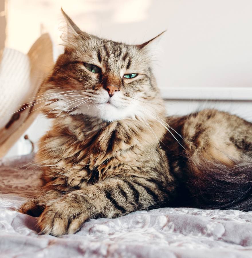 beautiful-maine-coon-cat-with-green-eyes-resting-2023-11-27-05-30-12-utc (2)