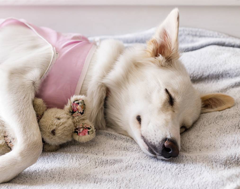 cute-dog-after-spaying-sleeping-on-bed-with-favour-2023-11-27-04-58-13-utc (1)