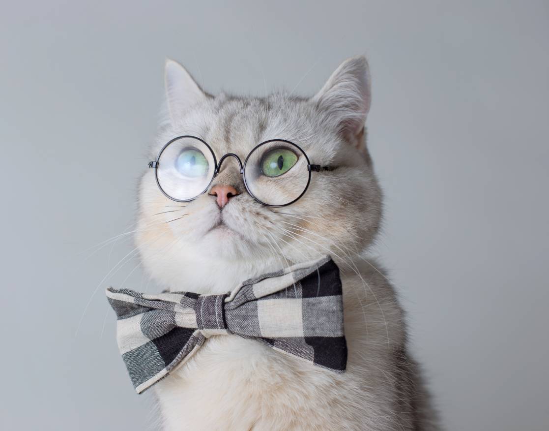 cute-white-cat-in-a-gray-bow-tie-and-glasses-on-g-2023-11-27-04-56-53-utc (2) (1)