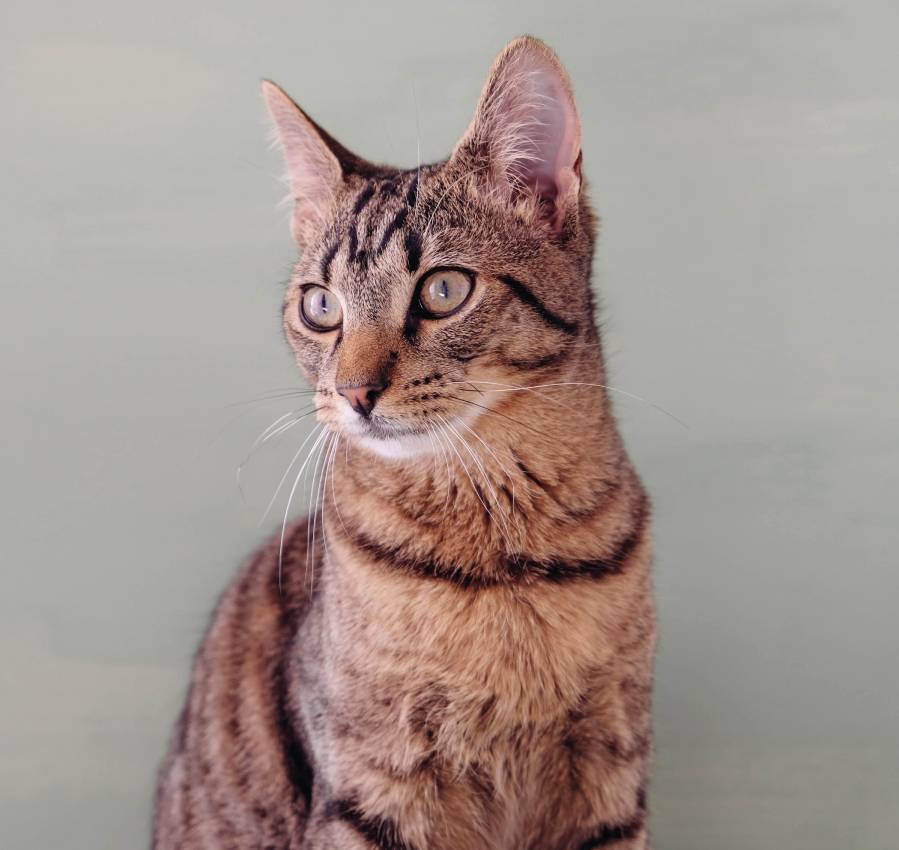 european-shorthair-cat-2024-03-06-15-47-20-utc (1)