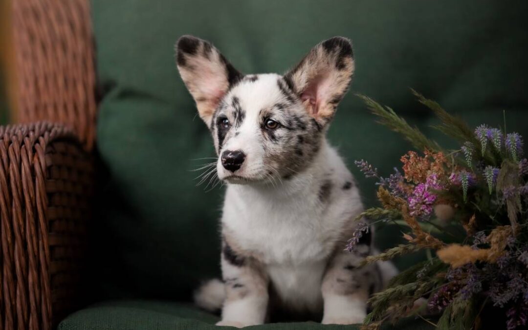 Welcome to Just 4 Pets Wellness Center: Warm Welcomes Await!