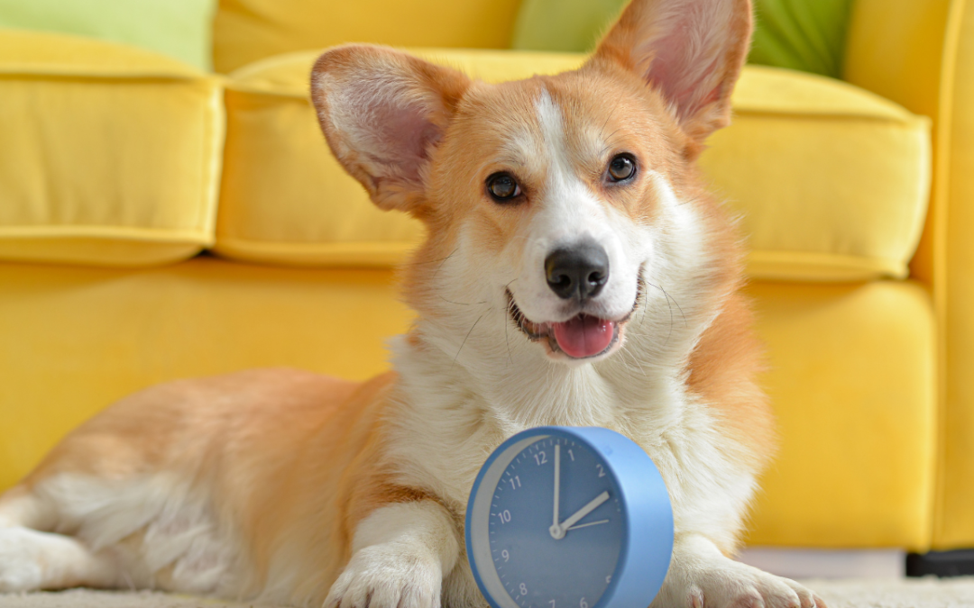 Benefits of Regular Pet Wellness Exams