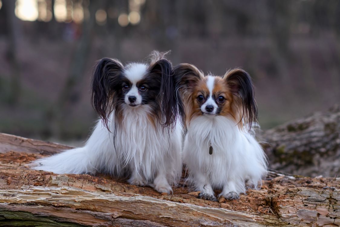 papillon-dogs-outdoors-in-the-forest-in-spring-2023-11-27-05-20-04-utc