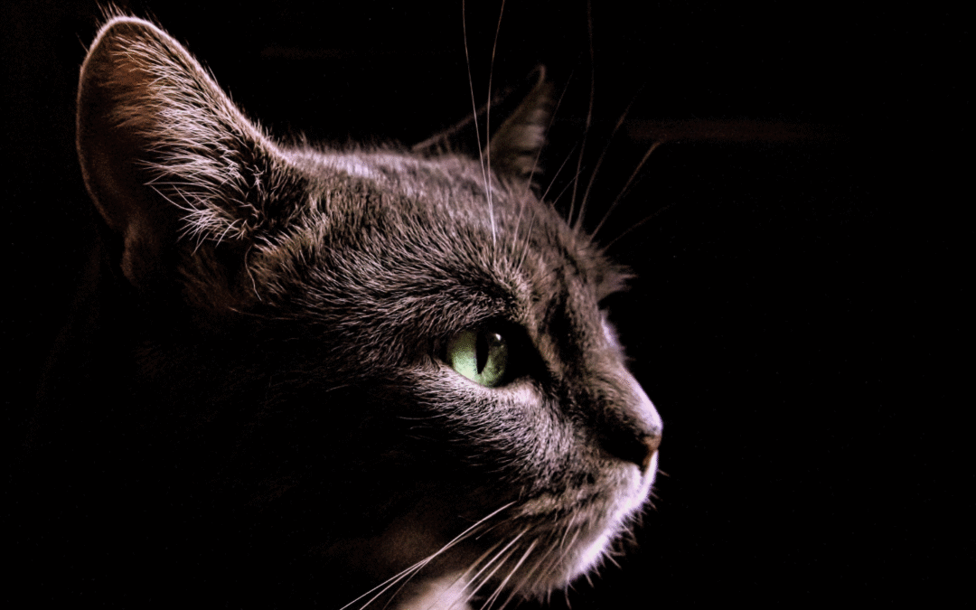 Heartworm Disease in Pets