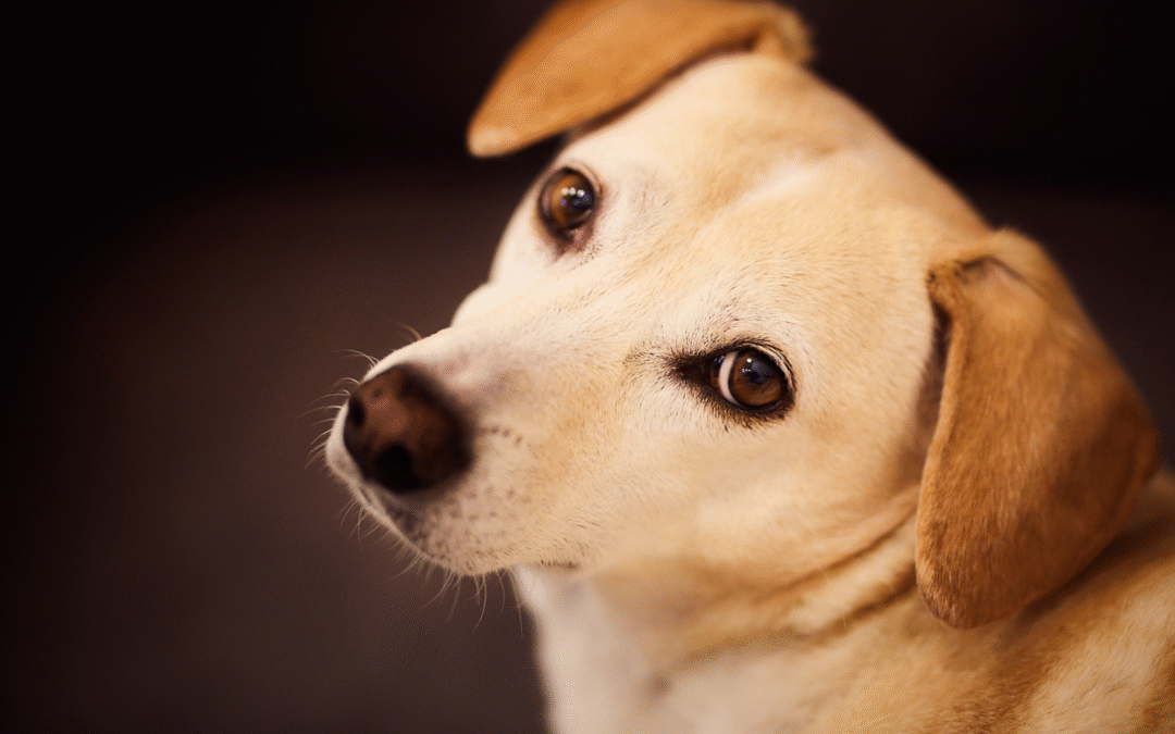 Keeping Pets Safe During the Summer Heat