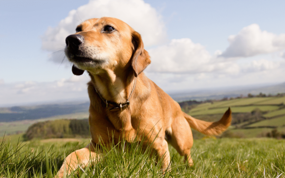 Choosing Pet Insurance