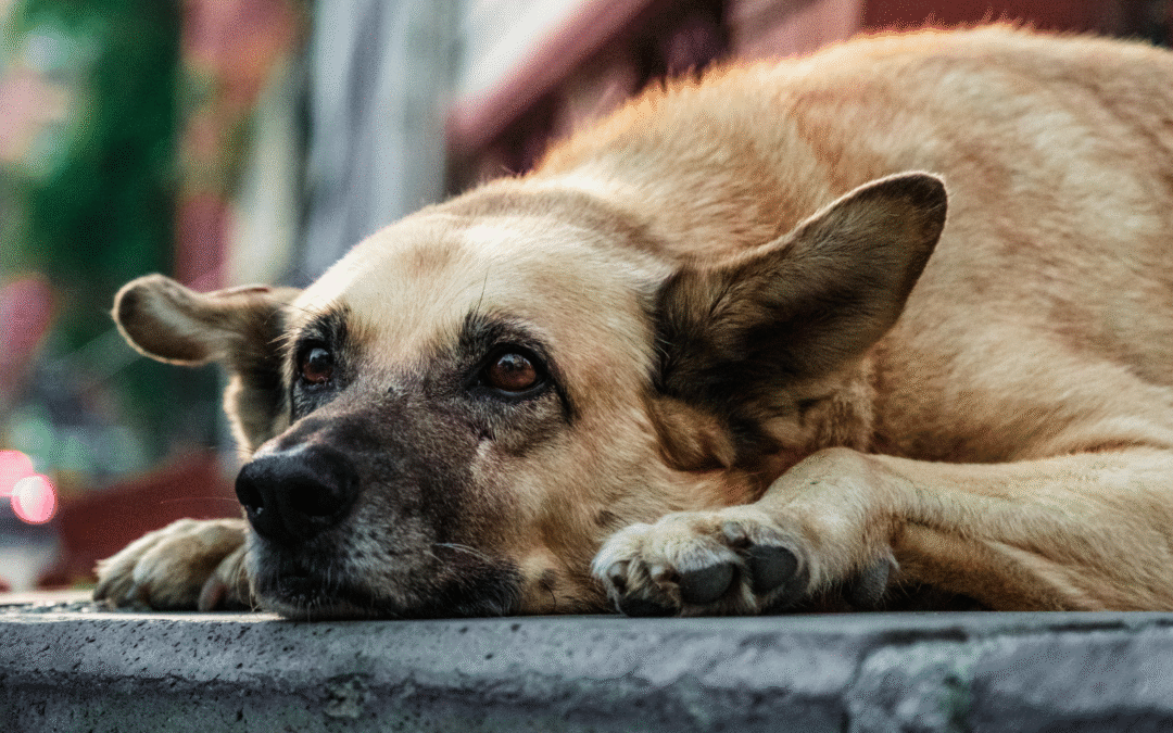 What Constitutes a Pet Emergency?