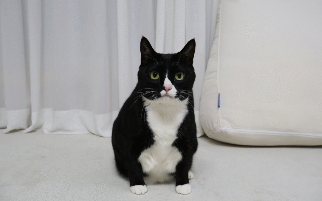 Controlling Fleas in Florida