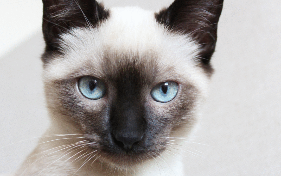 What to Know About Pet Allergies