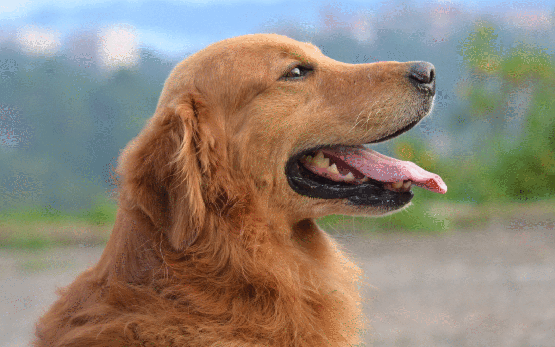 Fun with Pet Zodiac Signs