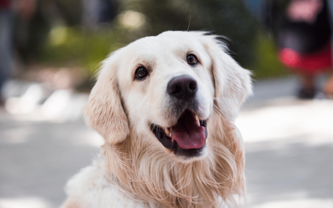 Are Your Pets Emergency Ready?